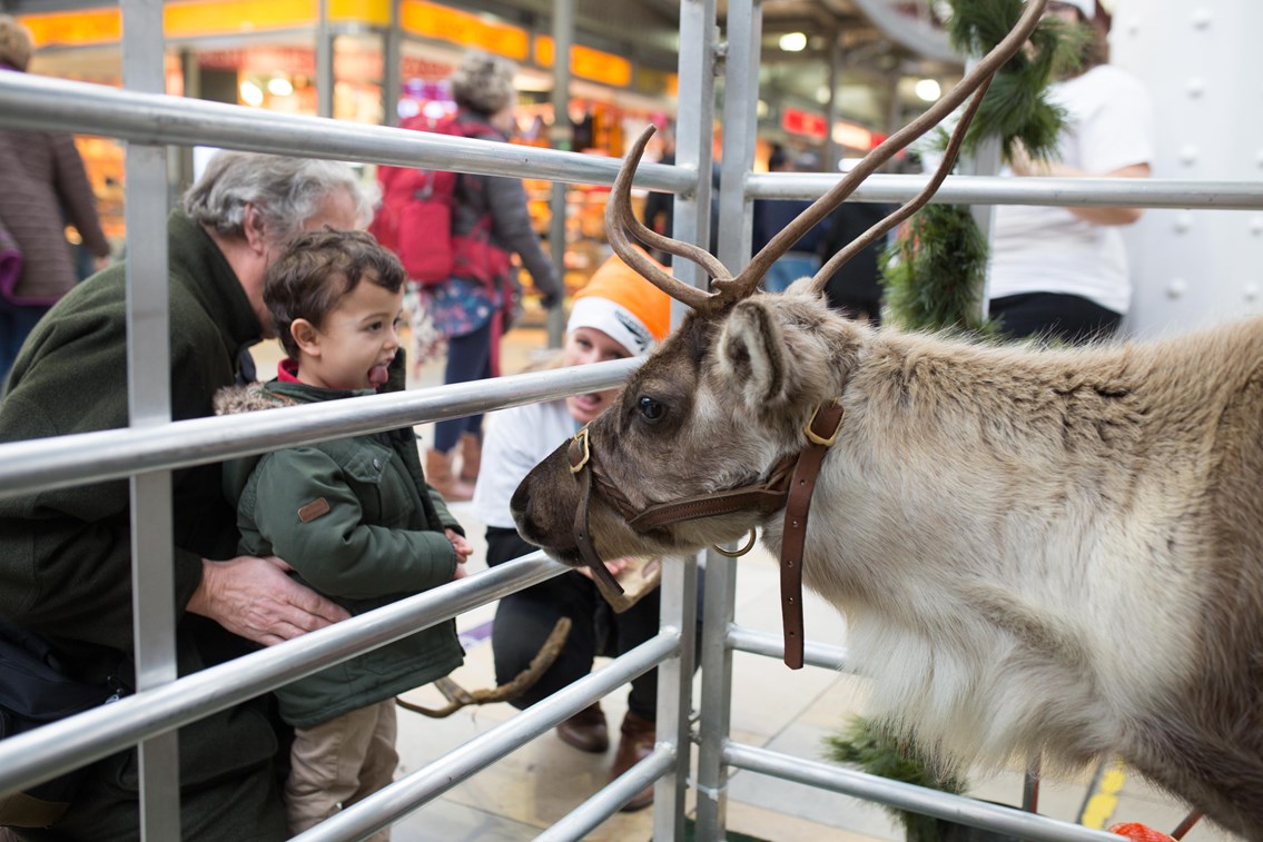 Meet the reindeer event at Paddington Station ahead of Christmas upgrade blitz: Reindeer-5
