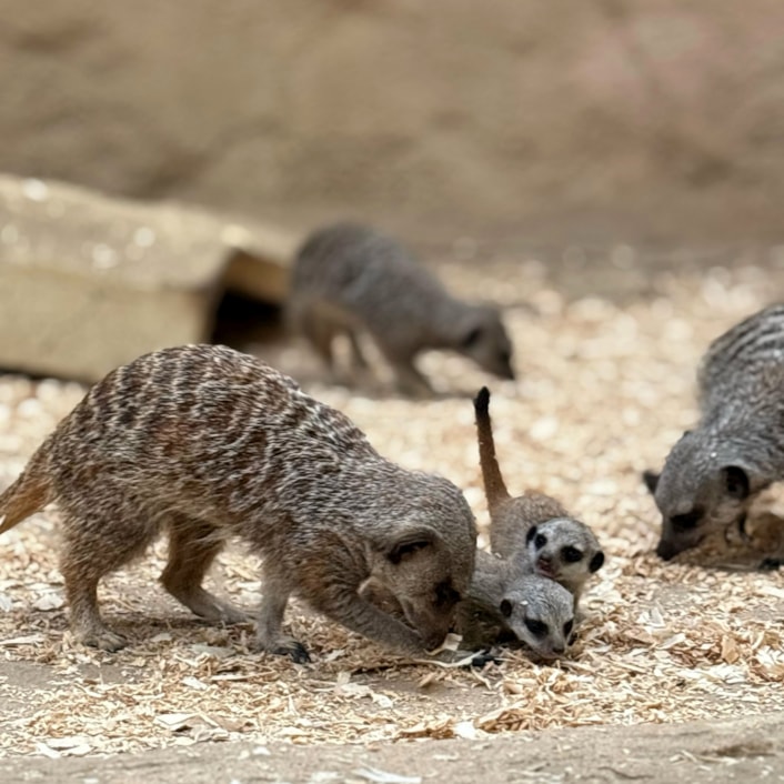 Meerkat pups: The new arrivals have no names yet but will also be named after a bean, like mum Soya Bean.