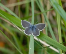 Small Blue (c) Jim Asher: Small Blue (c) Jim Asher