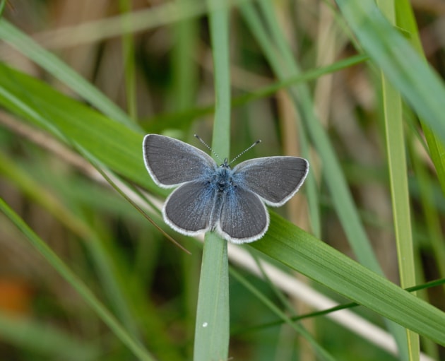 Small Blue (c) Jim Asher