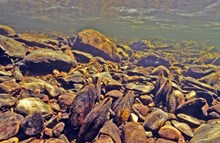 Freshwater pearl mussels. Image credit Sue Scott/NatureScot.