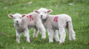 Farm lambs (2): Farm lambs (2)