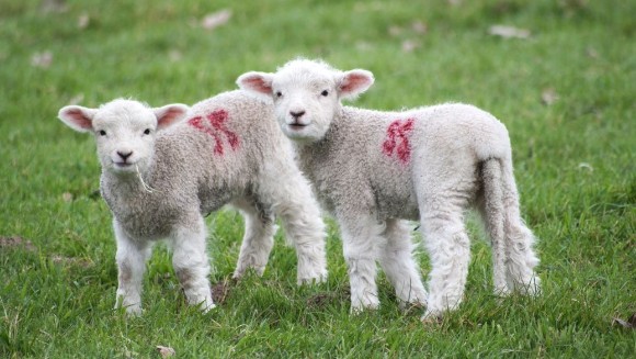 UKHSA South West stresses the importance of staying safe when visiting farms ahead of Easter half term: Farm lambs (2)