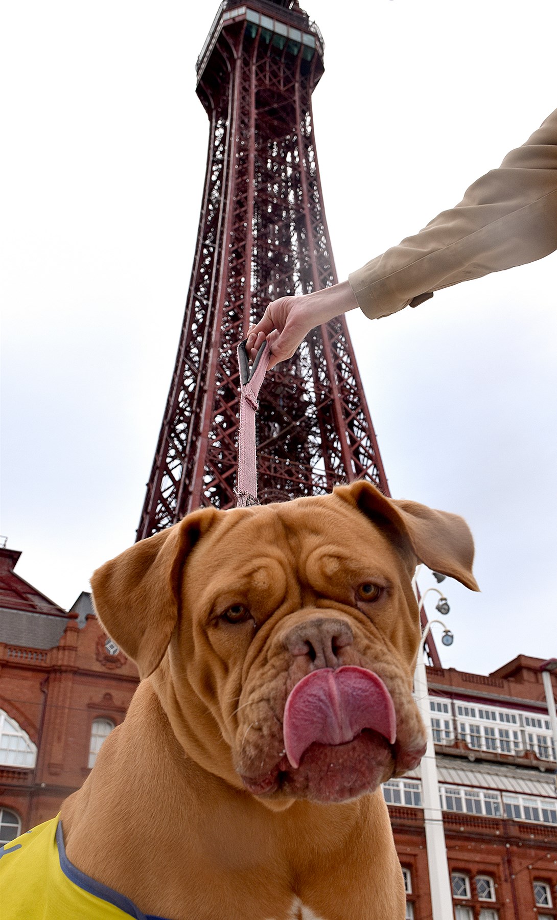 Dogs at Blackpool 2