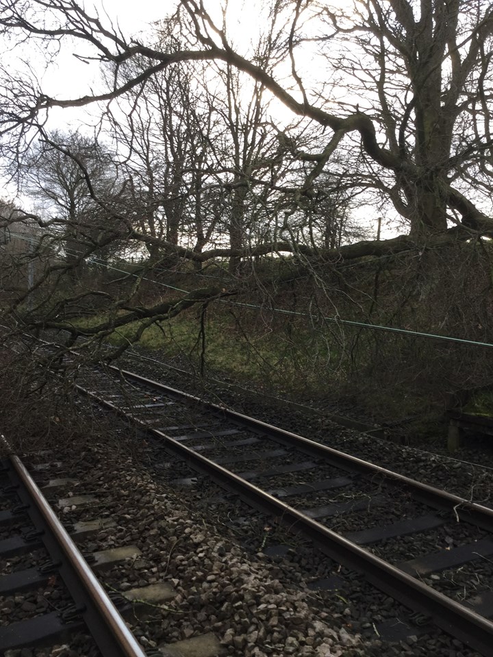 Tree on overhead lines at Four Ashes 5