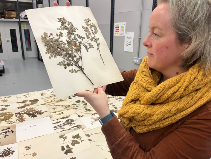 Dead Plant Society: Curator Clare Brown with just a few of the city’s vast collection of precious herbarium sheets was collected by botanists and horticulturalists over the past 200 years, with many of the fragile plants gathered in parks and grassland in east Leeds.
Stored at the Leeds Discovery Centre, the plants are now set to be studied by people living and working in the same area where they once grew, connecting their communities and ecosystems through time.