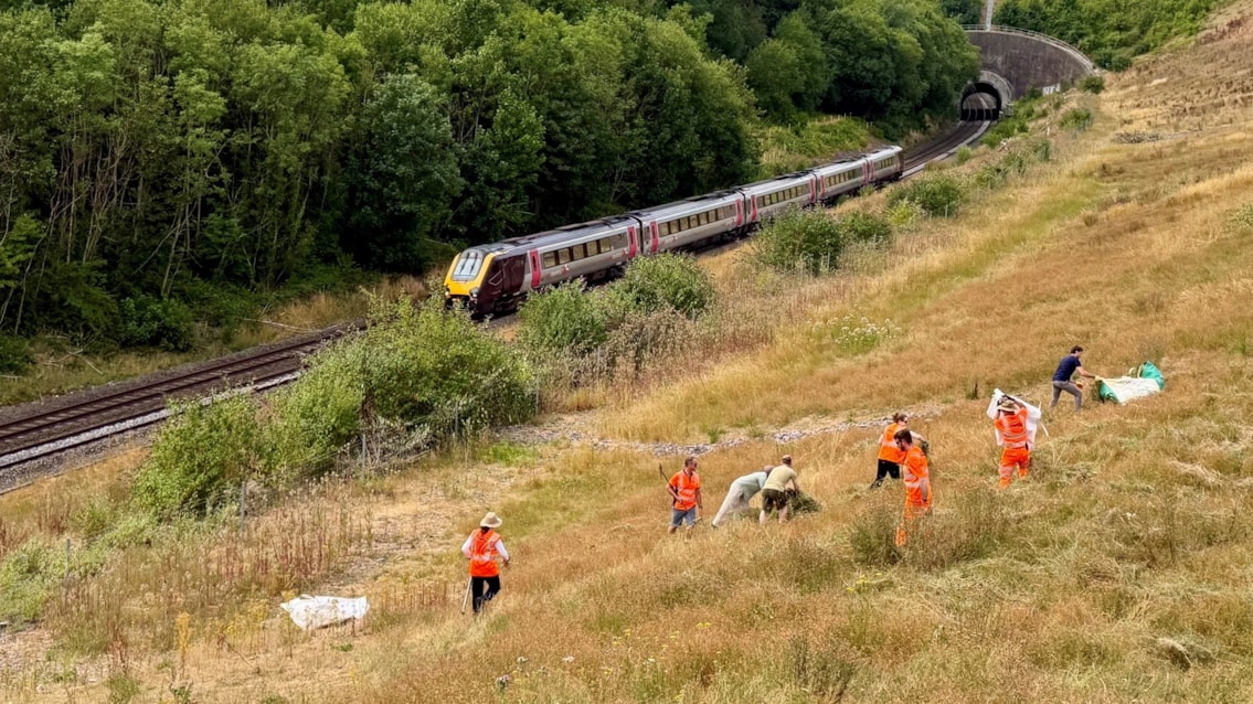 ‘Green hay’ helps rare butterfly habitat bloom beside Warwickshire railway: Laying green hay at Harbury cutting
