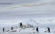 Group of emperor penguins and chicks Peter Fretwell, BAS: Group of emperor penguins and chicks Peter Fretwell, BAS