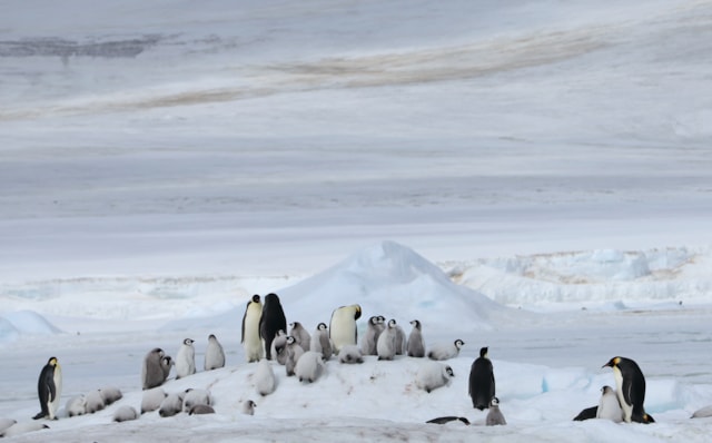 Group of emperor penguins and chicks Peter Fretwell, BAS