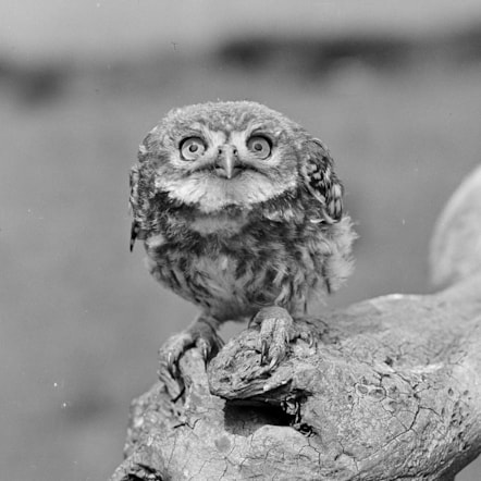A Little Owl (Athene noctua), fledged young, in Merthyr Mawr, Brigend. Photographed 3 July, 1921.