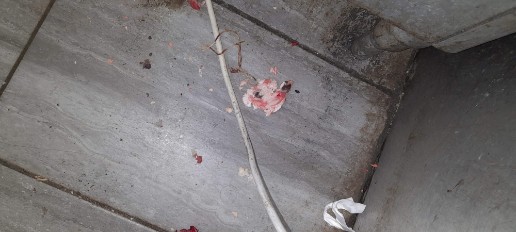 Droppings found with meat debris