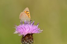 Small Copper butterfly: A small copper butterfly (Lycaena phlaeas) feeding on a thistle. ©Lorne Gill/NatureScot