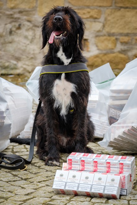 Boo the Consumer Protection Dog