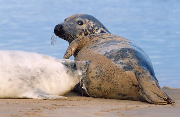 Grey seal and pup - for SM