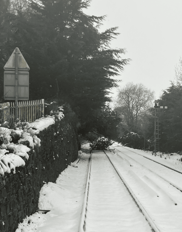 Storm Goretti - multiple conifer trees overhanging near Shrewsbury