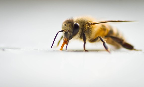 Newcastle University Retracts Claim that Neonicotinoid Ban Cost UK Farmers £18.4 million: bee-610446 1280