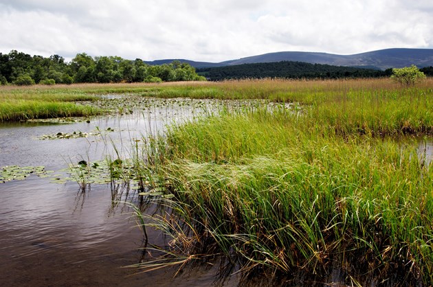 Watersports enthusiasts thanked for helping breeding birds: Loch Kinord, Muir of Dinnet NNR ©Lorne Gill/NatureScot