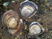 Native oysters © NatureScot: Native oysters in shallow water on top of a stony seabed. 
Image credit: NatureScot