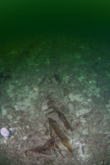 Loch Carron showing broken flame shell nest material following dredging impact - credit Rob Cook-3: Loch Carron showing broken flame shell nest material following dredging impact - credit Rob Cook-3