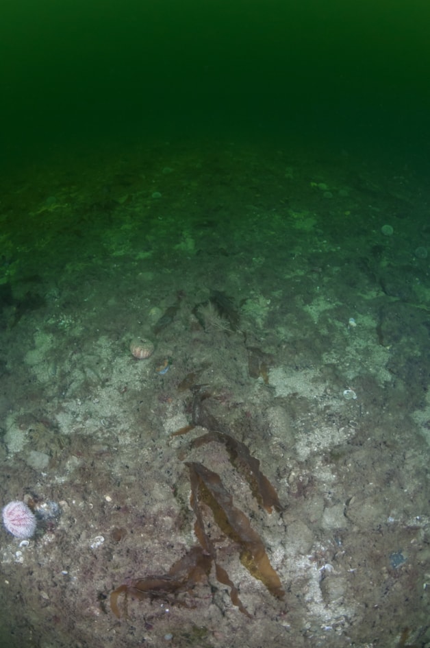 Loch Carron showing broken flame shell nest material following dredging impact - credit Rob Cook-3