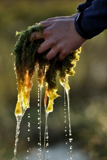 Sphagnum moss at Forsinard Flows NNR ©Lorne Gill/NatureScot/2020VISION