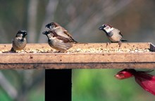 h sparrows