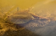 Tadpole Shrimp (c) Craig Macadam: Tadpole Shrimp (c) Craig Macadam