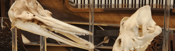 Tooth and Claw Workshop at Leeds Discovery Centre