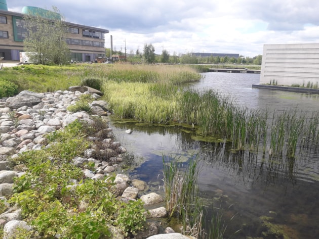 SUDS pond at UHI.: The SUDS pond at UHI campus, Inverness.