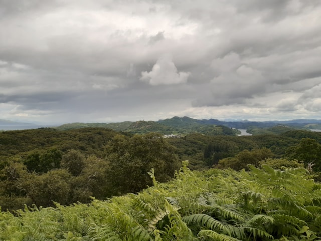 Scotland's rainforest landscape - credit Scottish Forestry