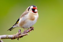 Goldfinch. Copyright: Lorne Gill/NatureScot