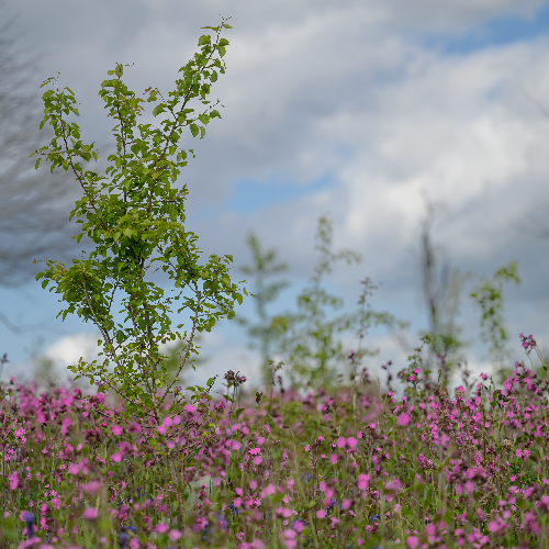 Warwickshire habitats