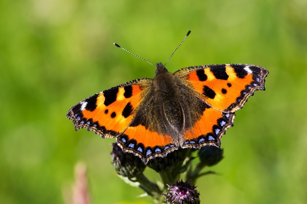 Small tortoiseshell butterfly. Credit: NatureScot/Lorne Gill