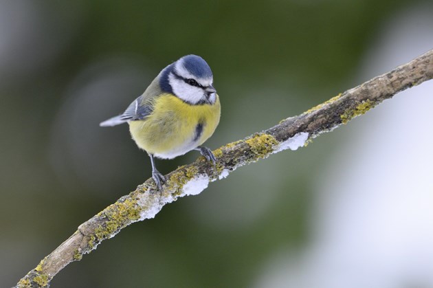 Blue Tit: A blue-tit perching on a snow-covered branch ©Lorne Gill/NatureScot.