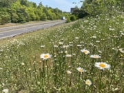 TfL Image - A20 (Wildflower Verge): TfL Image - A20 (Wildflower Verge)