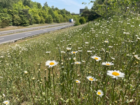 Transport for London’s wildflower verges blooming, on track to reach a target of 520,000m2 of rewilded, green spaces in 2026: TfL Image - A20 (Wildflower Verge)