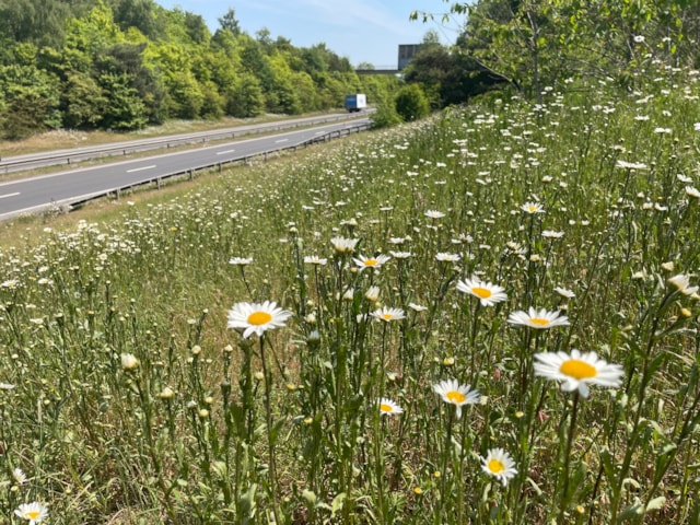 TfL Image - A20 (Wildflower Verge)