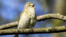 Chiffchaff: Chiffchaff