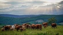 cows windmills 3000px - Press release m429293: cows windmills 3000px - Press release m429293