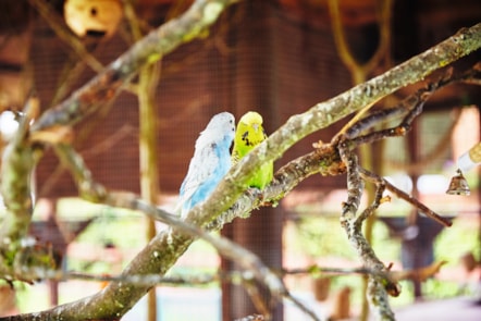 Norton Grange Grounds Aviary