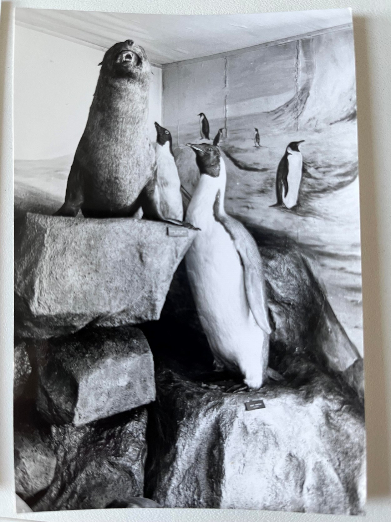 Penguin on ice: The emperor penguin when it was on display at Salford Museum and Art Gallery, before it came to Leeds in the 1980s.