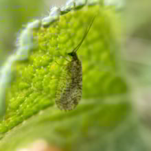 Bordered Brown Lacewing c Fiona Basford: Bordered Brown Lacewing c Fiona Basford