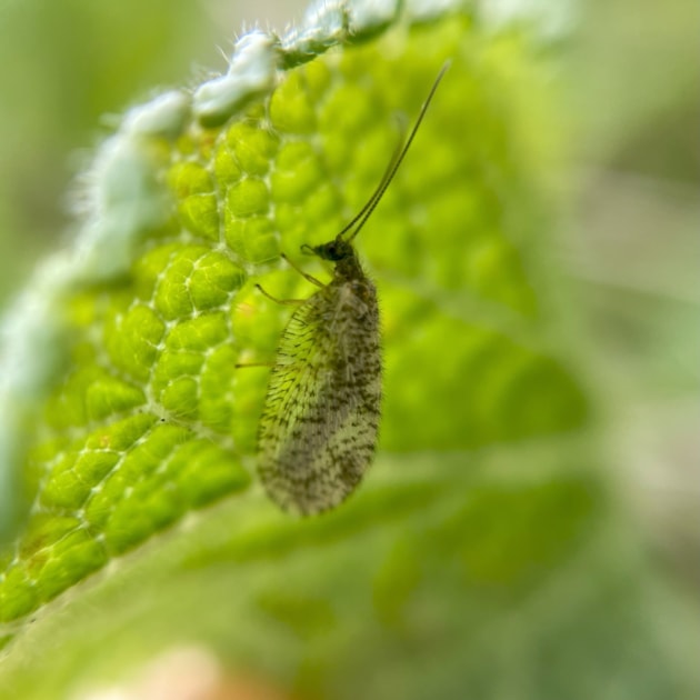 Bordered Brown Lacewing c Fiona Basford