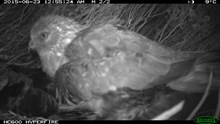 Hen harrier nest camera picture 3
