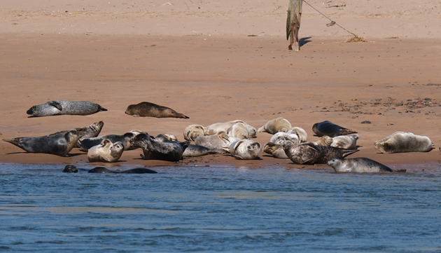 Visitors asked to follow guidance to help protect seal pups: Seals photographed from the south side of the River Ythan from the Beach Road car park in Newburgh (c) Alan Monk/NatureScot