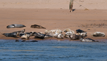 Seals photographed from the south side of the River Ythan from the Beach Road car park in Newburgh (c) Alan Monk/NatureScot