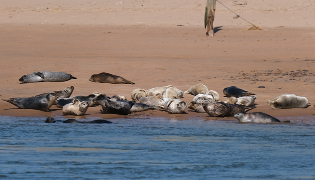 Seals photographed from the south side of the River Ythan from the Beach Road car park in Newburgh (c) Alan Monk/NatureScot