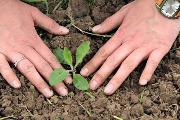 Conservation volunteer planting wildflowers ©Lorne Gill/NatureScot