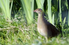 Species on the Edge - Corncrake in a wetland area, South Uist. Free use, credit Lorne Gill-NatureScot