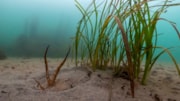 Seagrass in Cornwall: Seagrass in Cornwall